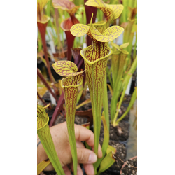 S.'Black Widow' (alata “black throat” x flava rubricorpora)-Sarracenia hybrides