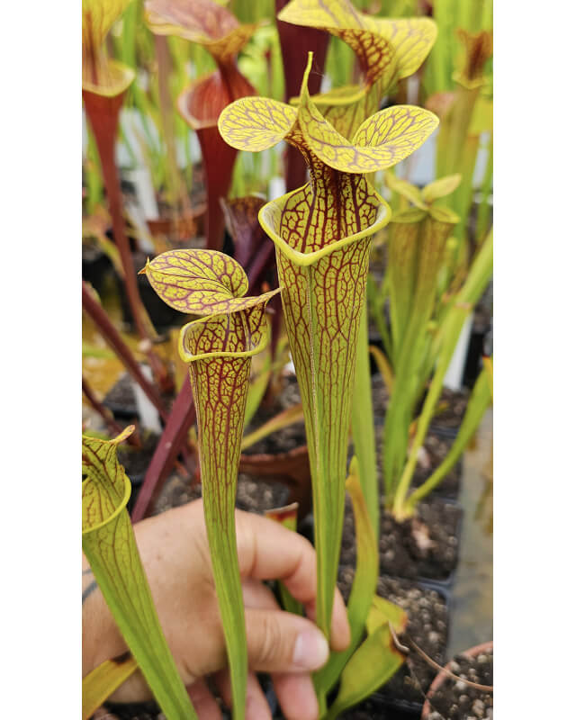 S. 'Hugh Jampton'-Sarracenia hybrides