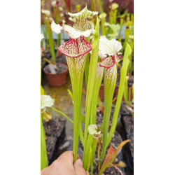 S.'Citron x S. leucophylla -- large pink lipped,Apalachicola-Hybrides Cédric Carnivore's