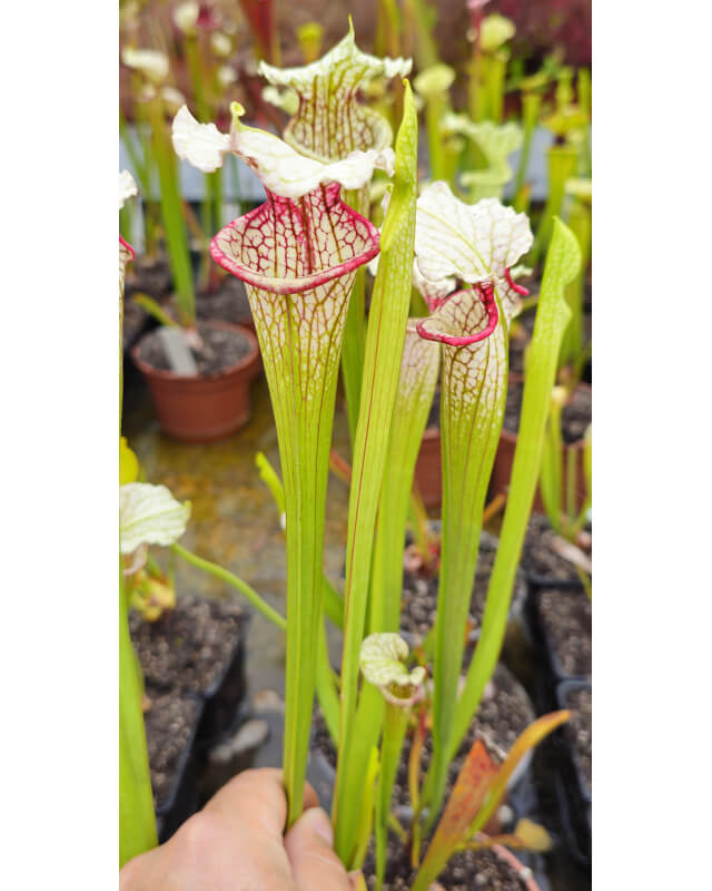 S.'Citron x S. leucophylla -- large pink lipped,Apalachicola-Hybrides Cédric Carnivore's