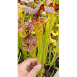 Sarracenia flava var. cuprea -- very large form, Phil Sheridan x SXM31 S.x Moorei -- `Adrian Slack'-Hybrides Cédric Carnivore's