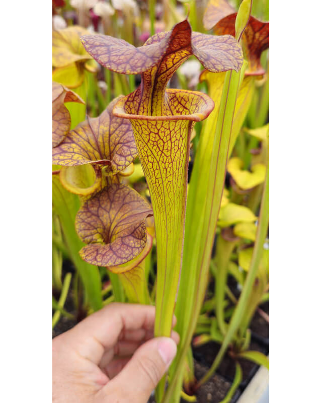 Sarracenia flava var. cuprea -- very large form, Phil Sheridan x SXM31 S.x Moorei -- `Adrian Slack'-Hybrides Cédric Carnivore's