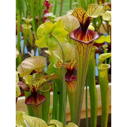 SF010 S. flava var. ornata -- solid red throat (MK F88)-var. ornata