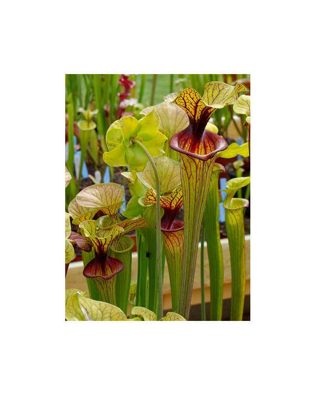 SF010 S. flava var. ornata -- solid red throat (MK F88)-var. ornata