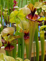 S. flava var. ornata -- solid red throat (MK F88)