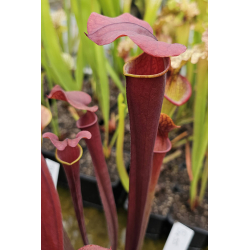 Sarracenia x 'Thomas'-Sarracenia hybrides
