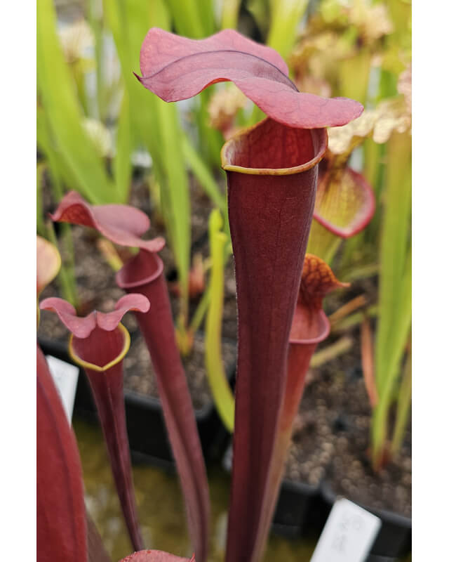 S.x harperi x S.flava var rubricorpora -- 'Burgundy'-Sarracenia hybrides