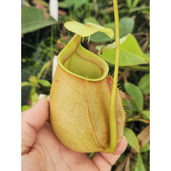 Nepenthes bicalcarata-Nepenthes de plaine