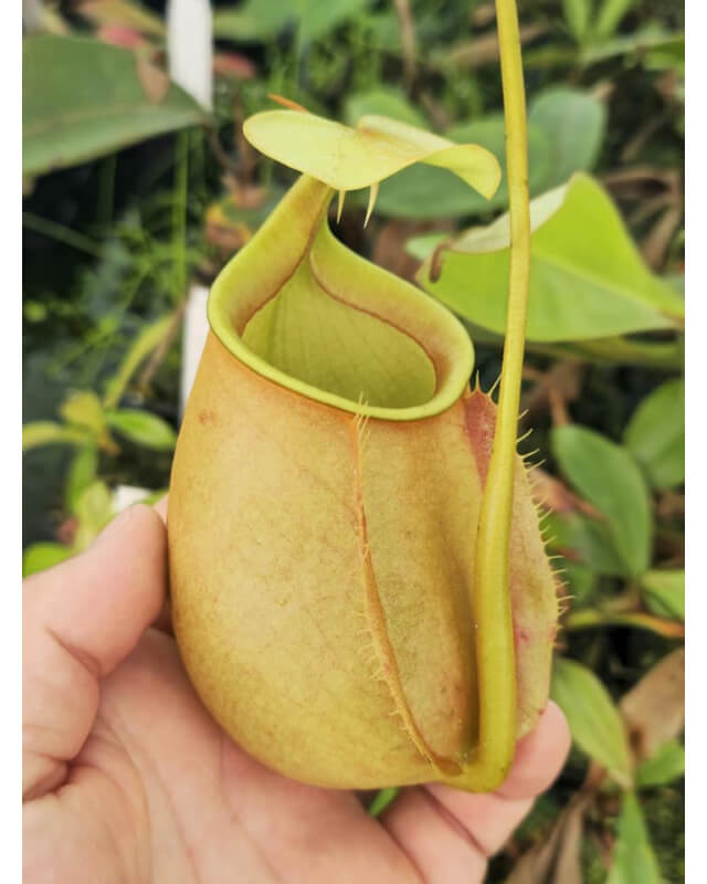 Nepenthes bicalcarata-Nepenthes de plaine