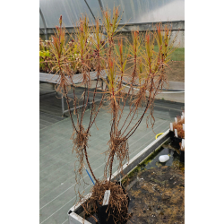 Roridula gorgonias-Roridula