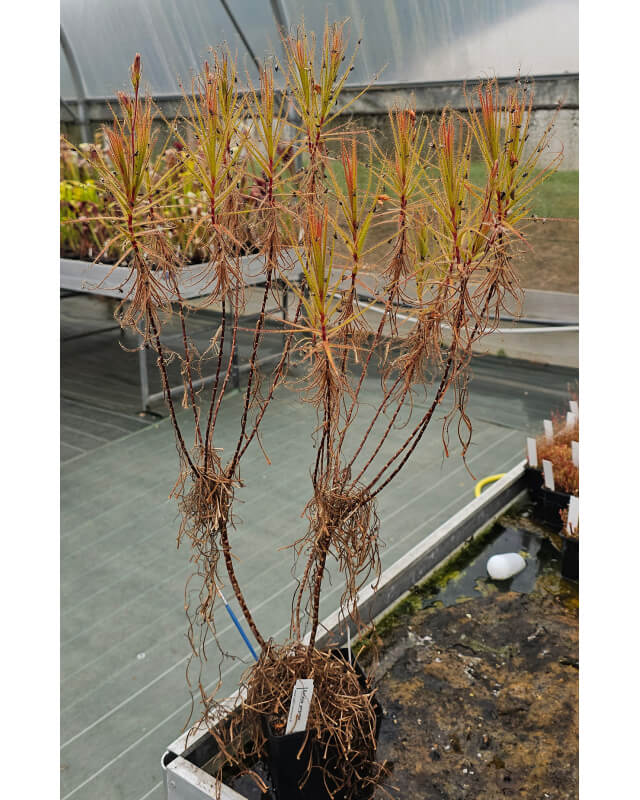 Roridula gorgonias-Roridula