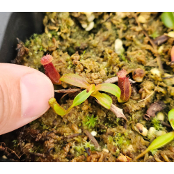 Nepenthes edwardsiana-Nepenthes d'altitude