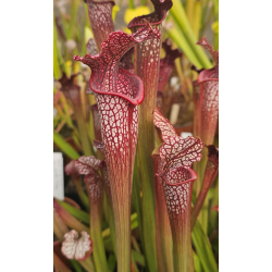 SXM47 S.x Moorei -- (leucophylla "purple lips" x flava cuprea) x SXM64 Sarracenia x Moorei -- 'Helen Mary' cla-Hybrides Cédric Carnivore's