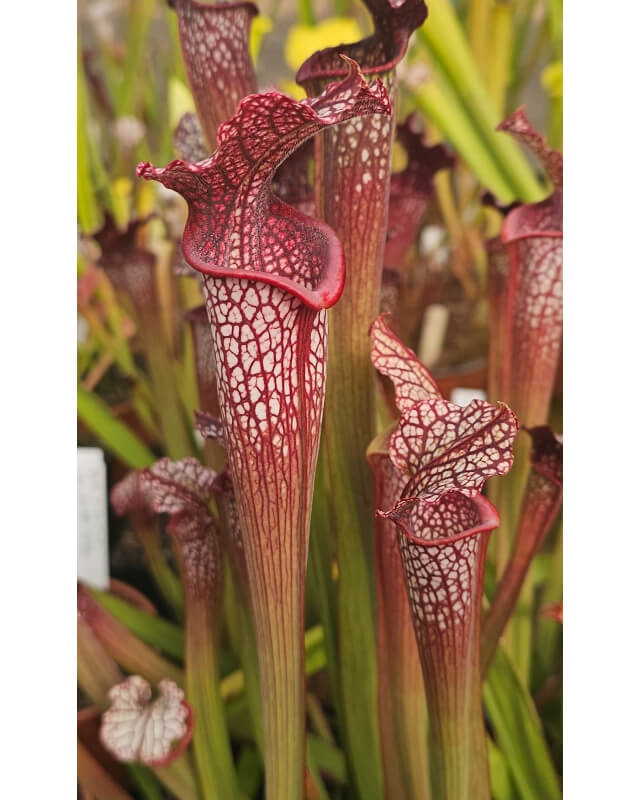 SL27 S. leucophylla -- pouty Lip x SXM75 S.“Praetorian Guard”-Hybrides Cédric Carnivore's