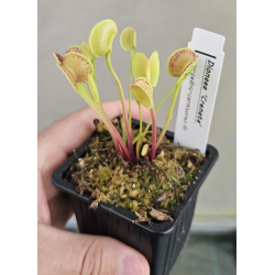 Dionaea 'crenata'-Dionaea