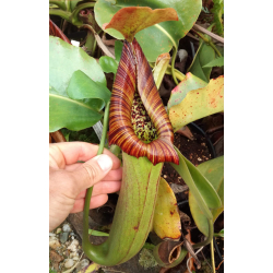 Nepenthes truncata red flush-Nepenthes d'altitude