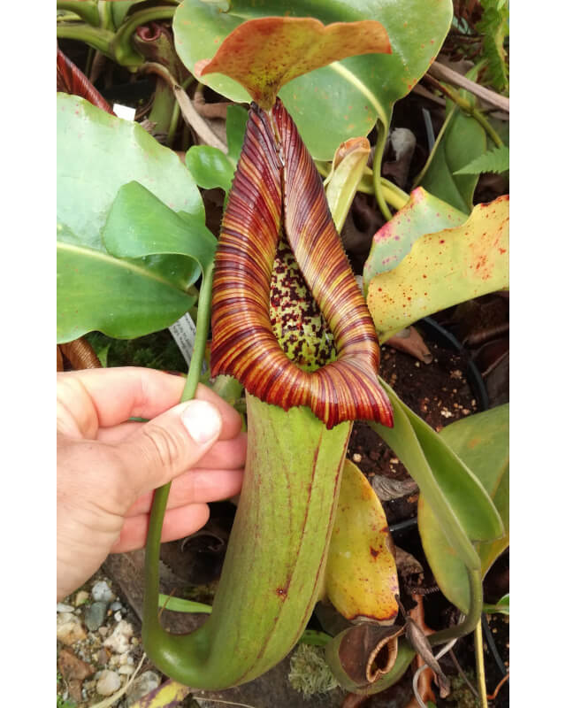 Nepenthes truncata red flush-Nepenthes d'altitude