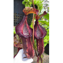 Nepenthes bokorensis x mollis-Nepenthes highland