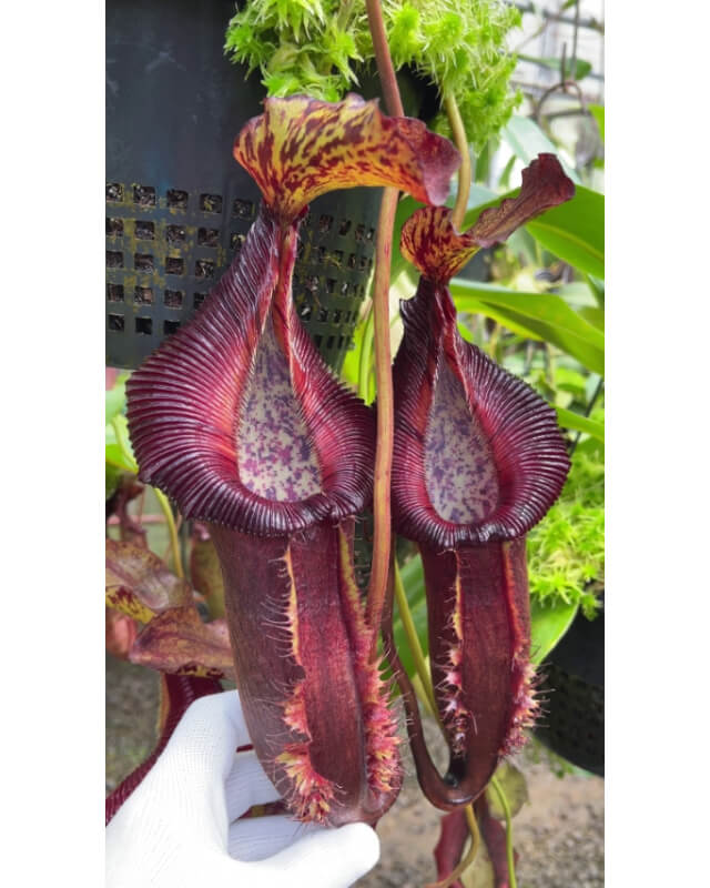 Nepenthes  singalana x (burbidgeae x edwardsiana) BE-3984-Nepenthes d'altitude