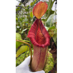 Nepenthes platychila – various clones BE-4065-Nepenthes highland