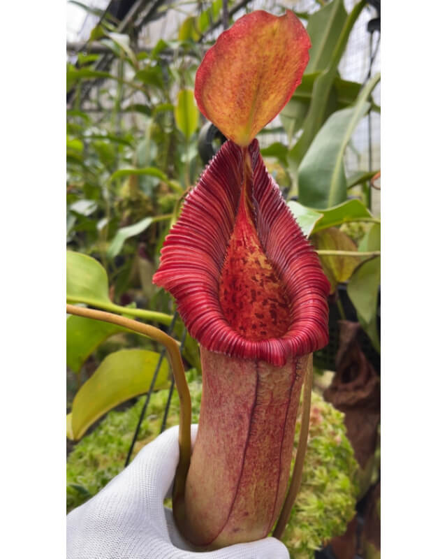 Nepenthes (lowii x macrophylla) x robcantleyi BE 4022-Nepenthes highland