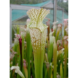Sarracenia leucophylla -- Green & White,Gas Station site,South West of Perdido ,W(L60A,MK)-Sarracenia leucophylla
