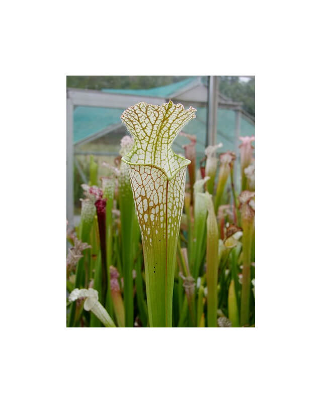 S. leucophylla -- Very large form, white top, green veins, Perdido, AL,W, (L13,MK)-Sarracenia leucophylla