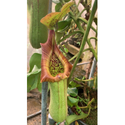 Nepenthes Villosa-Nepenthes highland