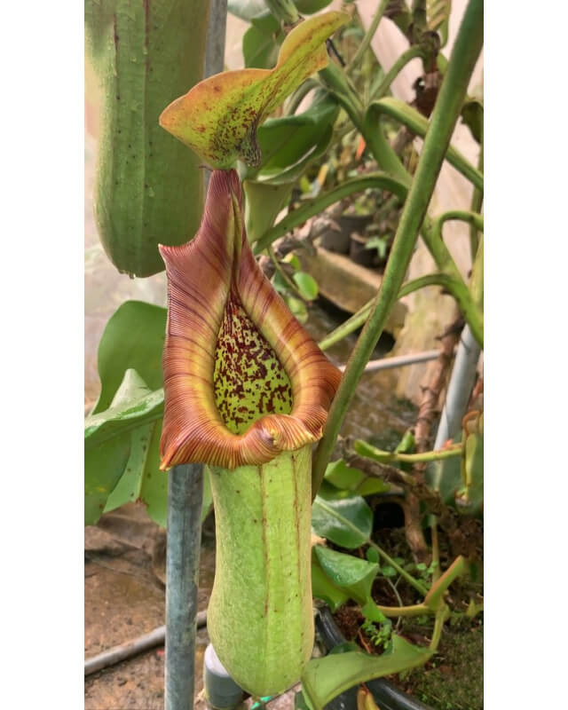 Nepenthes truncata -- pasian highland BE-3203-Nepenthes highland