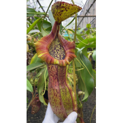 Nepenthes veitchii-Nepenthes d'altitude