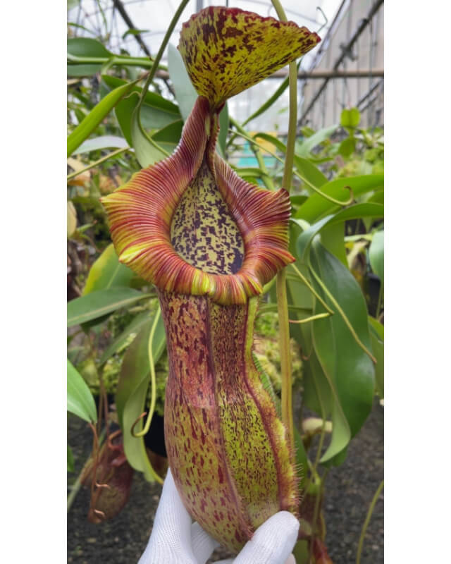 Nepenthes spathulata x (burbidgeae x edwardsiana) BE-3978-Nepenthes d'altitude