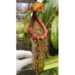 Nepenthes veitchii-Nepenthes d'altitude