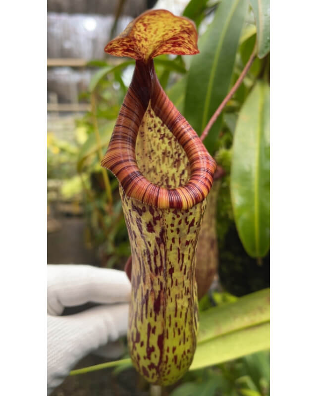 Nepenthes vogelii x ventricosa - selected clone: BE-4593-Nepenthes highland