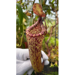 Nepenthes veitchii-Nepenthes d'altitude
