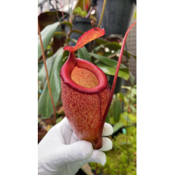 Nepenthes hamata - Lumut - best selected clone: BE-3380-Nepenthes d'altitude