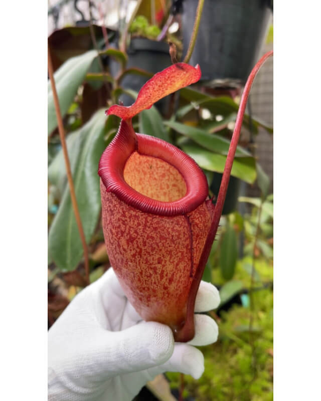 Nepenthes sibuyanensis x attenboroughii - assorted clones BE-4579-Nepenthes d'altitude