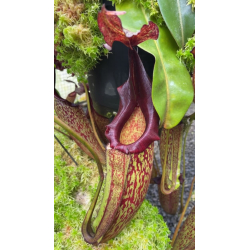 Nepenthes hamata ‘ Gng. Tambusisi’ BE-3975-Nepenthes d'altitude