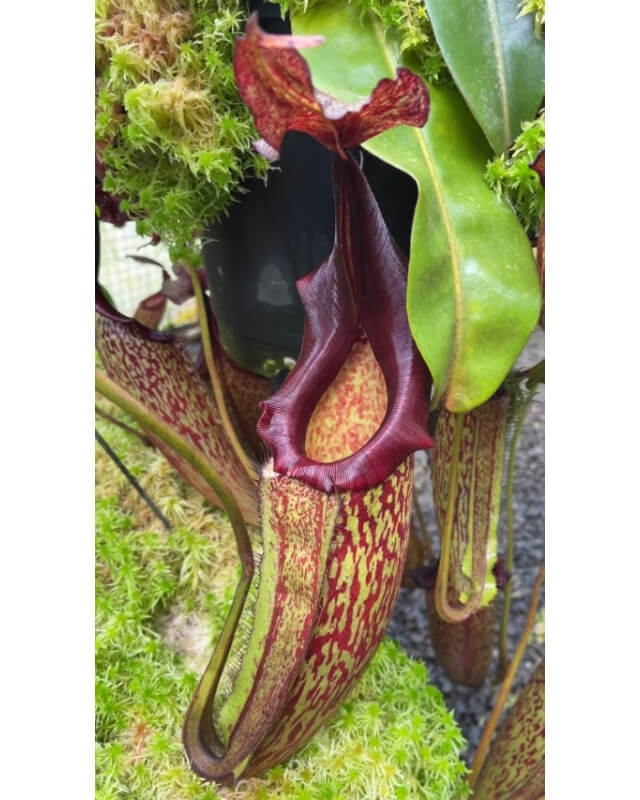 Nepenthes maxima 'lumut' BE-3067-Nepenthes highland