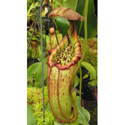 Nepenthes sibuyanensis x robcantleyi BE-3713-Nepenthes d'altitude