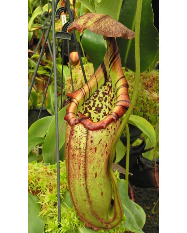 Nepenthes burbidgeae x robcantleyi BE-4038-Nepenthes d'altitude