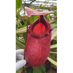 Nepenthes sibuyanensis x merrilliana -- meilleur clone sélectionné: BE-4026-Nepenthes intermédiaire