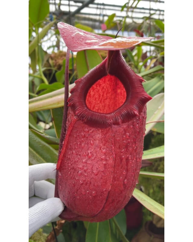 Nepenthes sibuyanensis x merrilliana -- best selected clone: BE-4026-Nepenthes intermediate