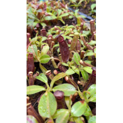 Nepenthes 'Midnight'-Nepenthes d'altitude