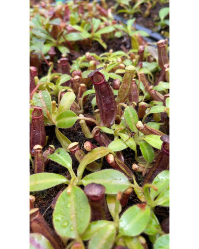 Nepenthes glandulifera x ephippiata BE-4655-Nepenthes d'altitude