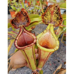 Nepenthes 'Midnight'-Nepenthes d'altitude