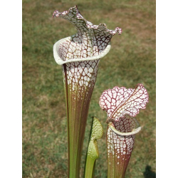 Sarracenia leucophylla -- 'Cronus' (Titan tm), Botanique (L47,MK)-Sarracenia leucophylla