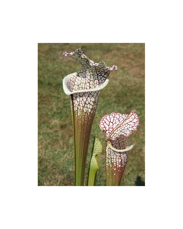 Sarracenia leucophylla -- 'Cronus' (Titan tm), Botanique (L47,MK)-Sarracenia leucophylla