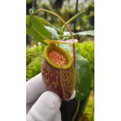 Nepenthes jacquelineae clone sélectionné BE-3874-Nepenthes highland
