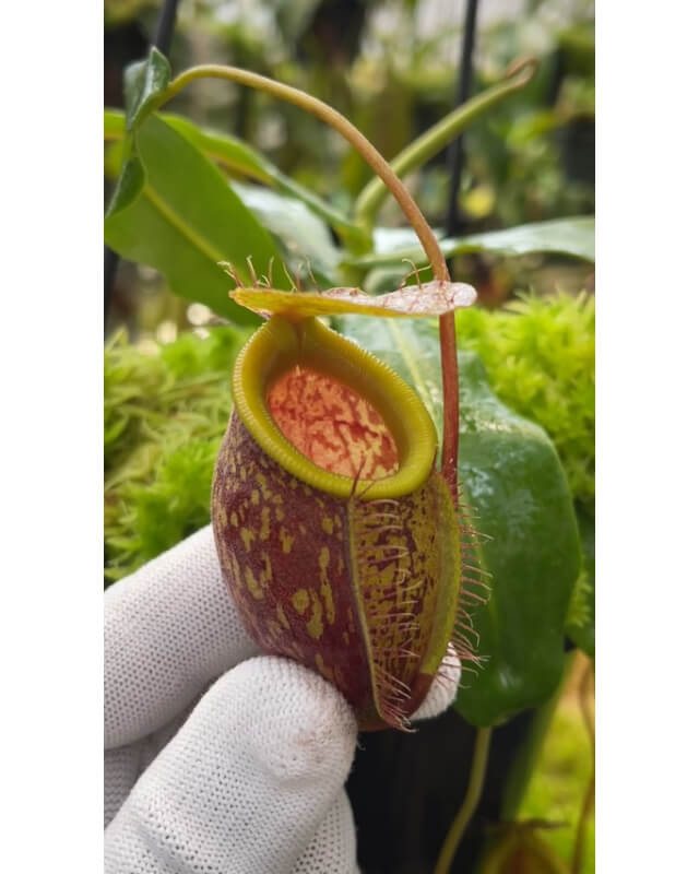 Nepenthes undulatifolia: BE-4658-Nepenthes highland