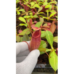Nepenthes peltata x truncata red flush seedgrow-Nepenthes d'altitude
